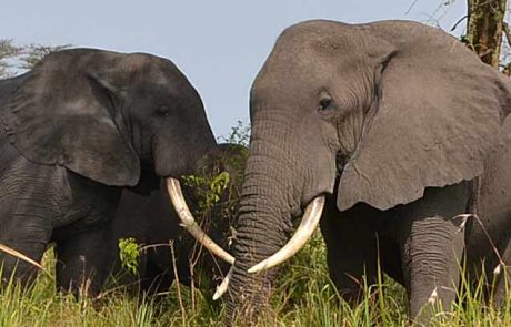 Uganda Camping Abenteuer-Herd-of-Elephants Uganda Elefanten