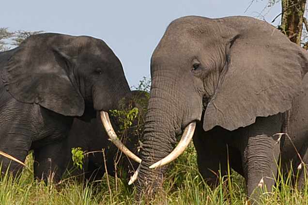 Uganda Elefanten
