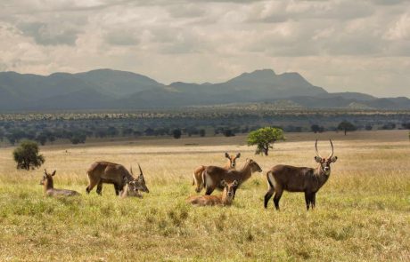 Uganda Camping Abenteuer-Kidepo-Np-Landscape Uganda Kidepo