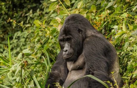 Berggorilla sitzt im Grünen
