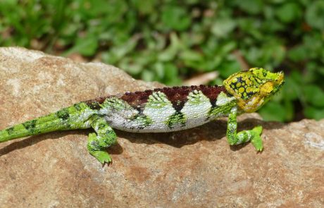Uganda-erlebnis_Jinja-Chamäleon