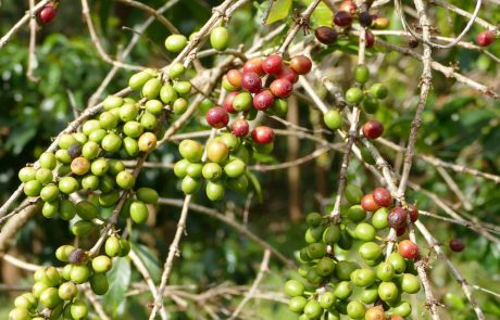 Uganda-erlebnis_Jinja-Kaffeepflanze