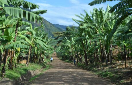 Uganda und Ruanda-Banana-Plantation Uganda Bananenplantage