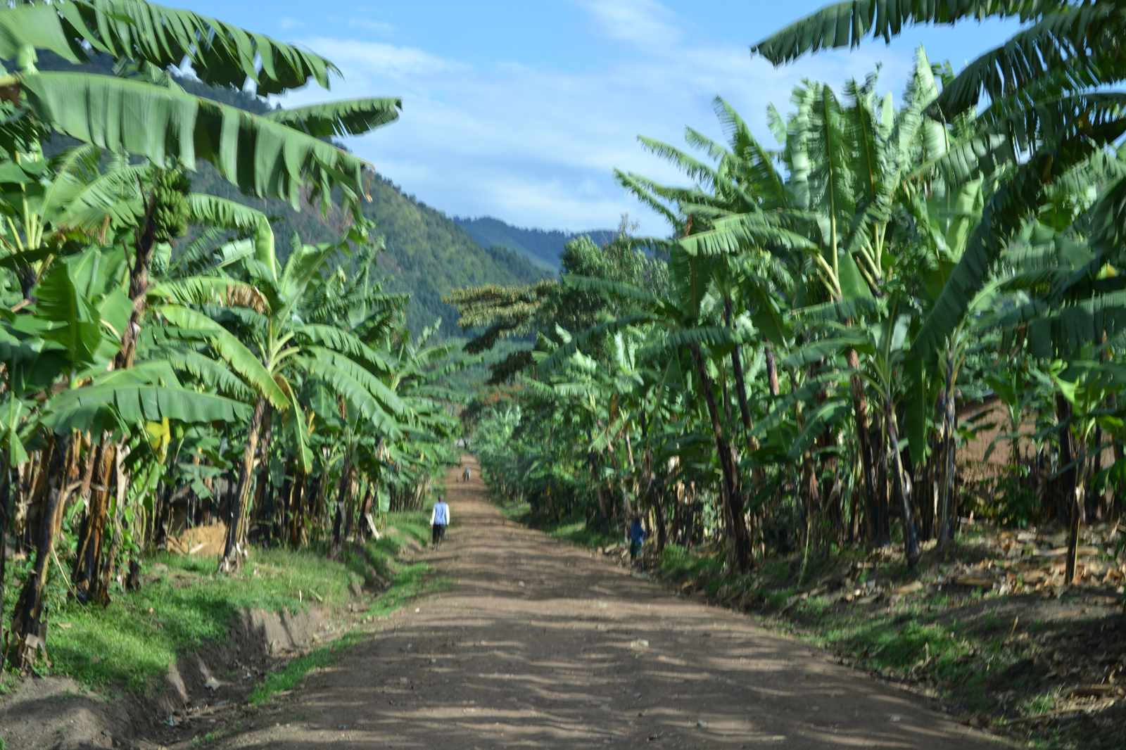 Uganda Bananenplantage