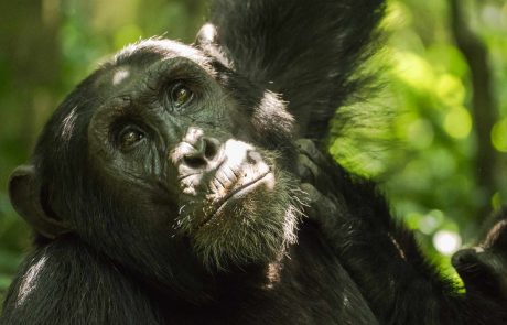 Uganda und Ruanda-Chimpanzee-1 Uganda und Ruanda Schimpansen