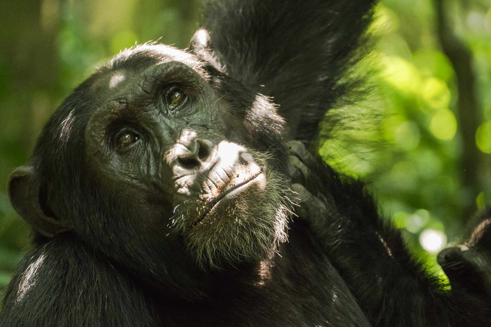 Uganda und Ruanda Schimpansen