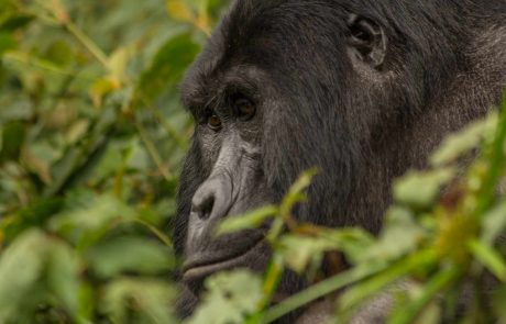 Uganda und Ruanda-Gorillas Uganda und Ruanda-Gorillas