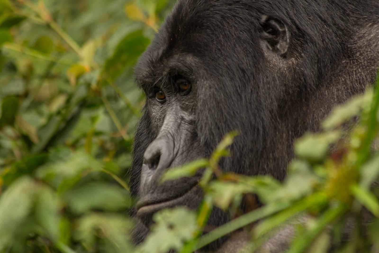 Uganda und Ruanda-Gorillas