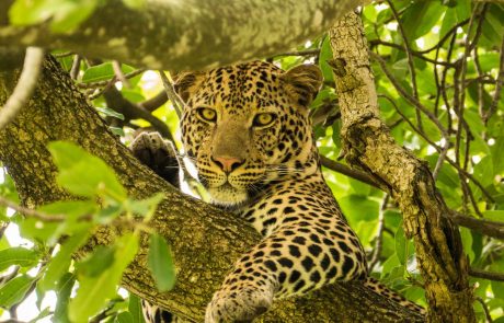 Uganda und Ruanda-Leopard