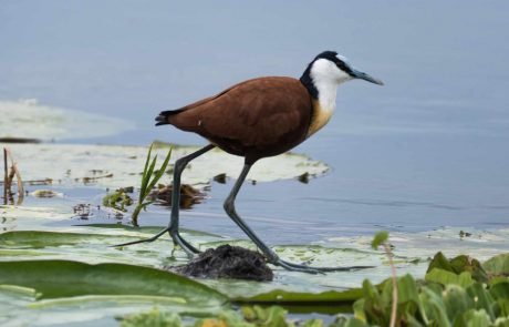 Uganda und Ruanda-P1000174