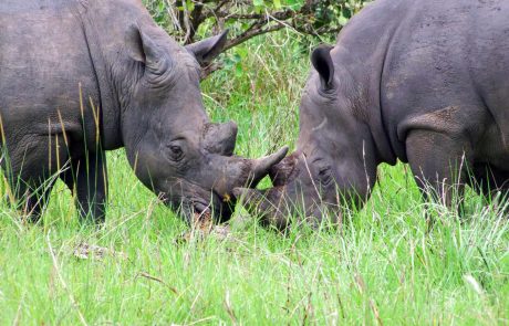 Uganda und Ruanda-Rhinos