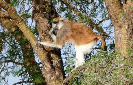 Ugandas Norden-Kidepo-Affen