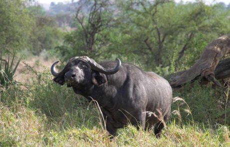 Ugandas Norden-Kidepo-Büffel-2