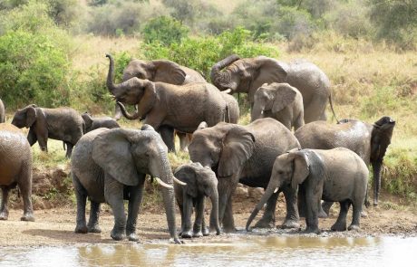 Ugandas Norden-Kidepo-Elephanten