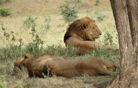 Ugandas Norden-Kidepo-Löwen