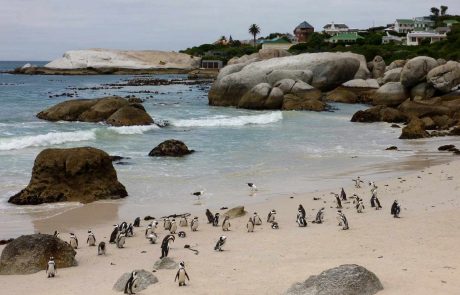 Südafrika Weingebiete Boulders-Beach