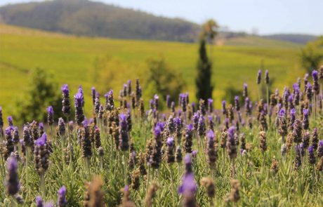 Weingebiete Südafrika-Stellenbosch