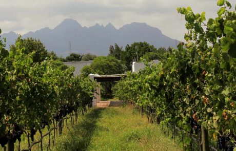 Weingebiete Südafrika