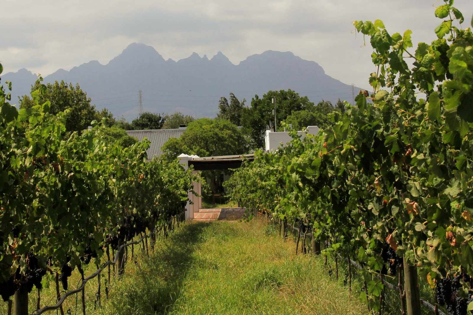 Weingebiete Südafrika
