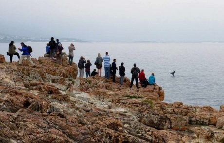 Südafrika Whale Watching