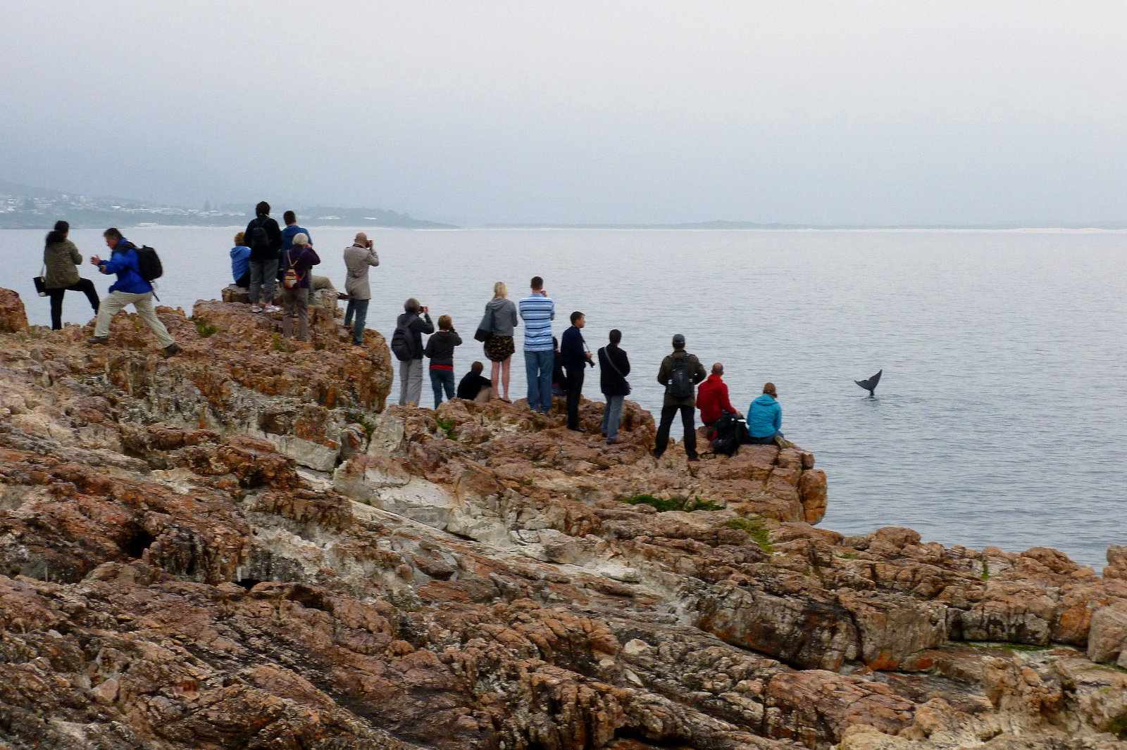 Südafrika Whale Watching