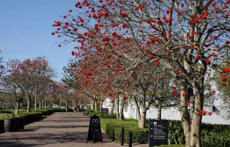Südafrika Weingebiete Farm