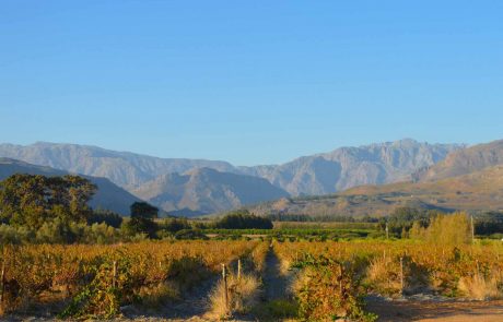 Weingebiete Südafrikas