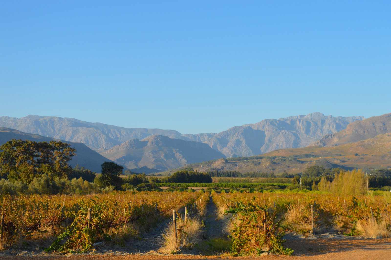 Weingebiete Südafrikas