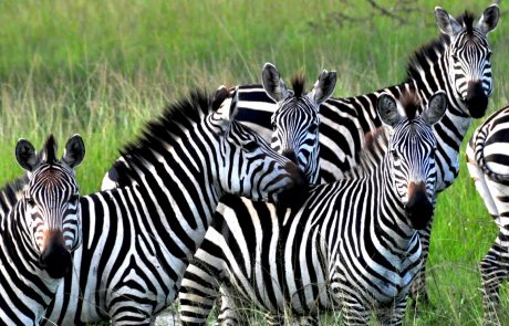 Zebras im grünen Gras