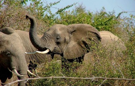 Malawi Elefant
