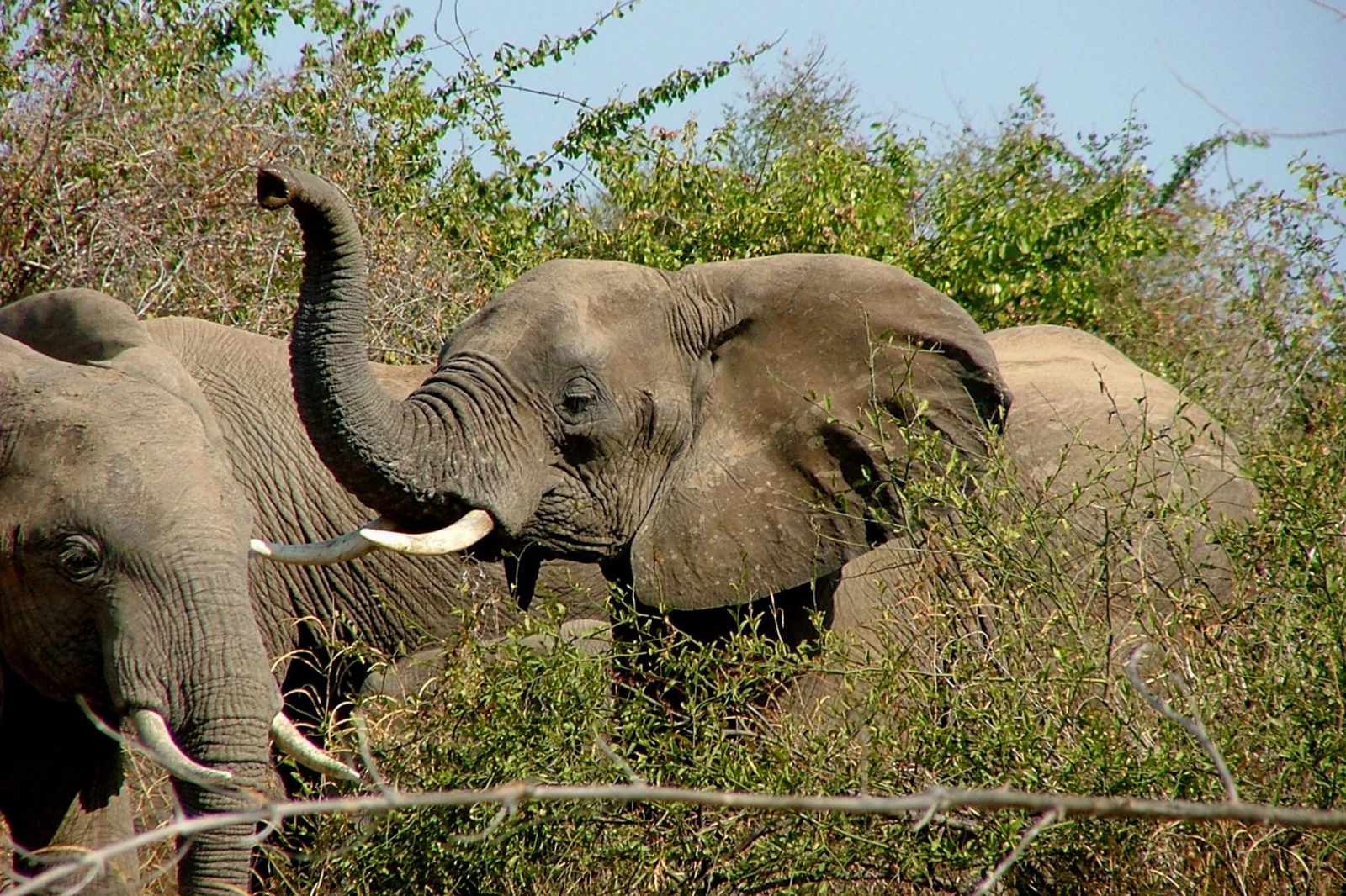 Malawi Elefant