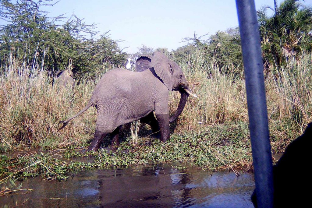 Elefant streift durch den Fluss im Liwonde Park