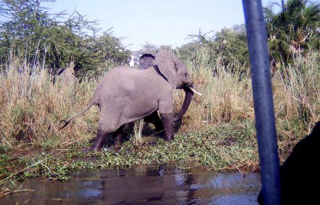 Malawi Liwonde Elephant
