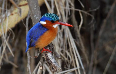Malawi Kingfisher