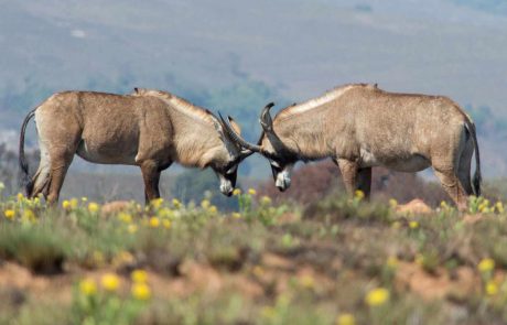 Malawi Nyika Pferdeantilope
