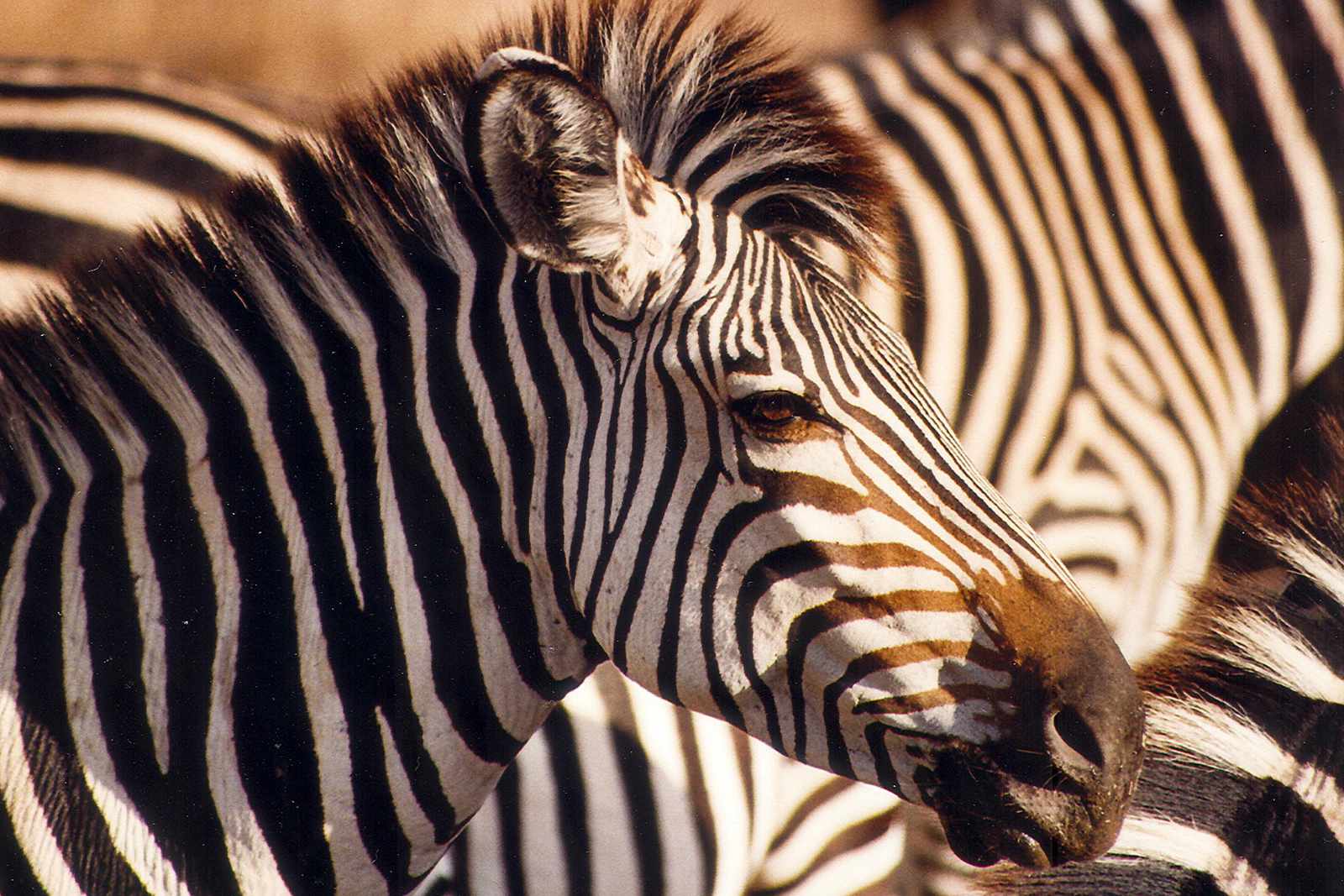 Malawi Zebra