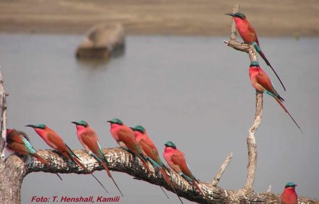 Sambia South Luangwa Scharlachspinte