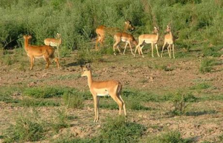 Sambia South Luangwa Pukus