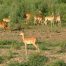 Pukus im South Luangwa Nationalpark