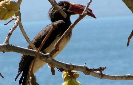 mosambik-ebb-DSCF1998 Mosambik Hornvogel