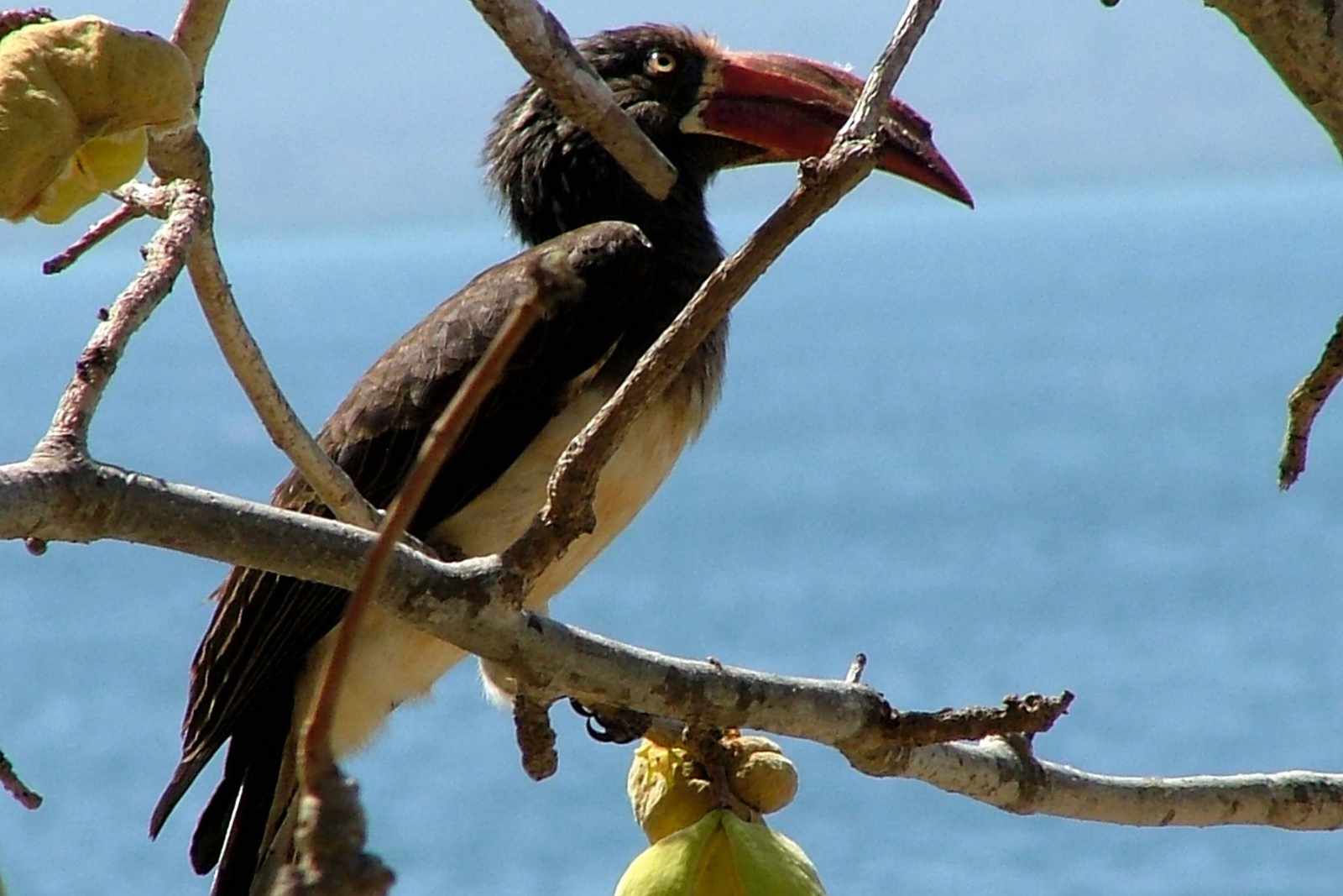Mosambik Hornvogel
