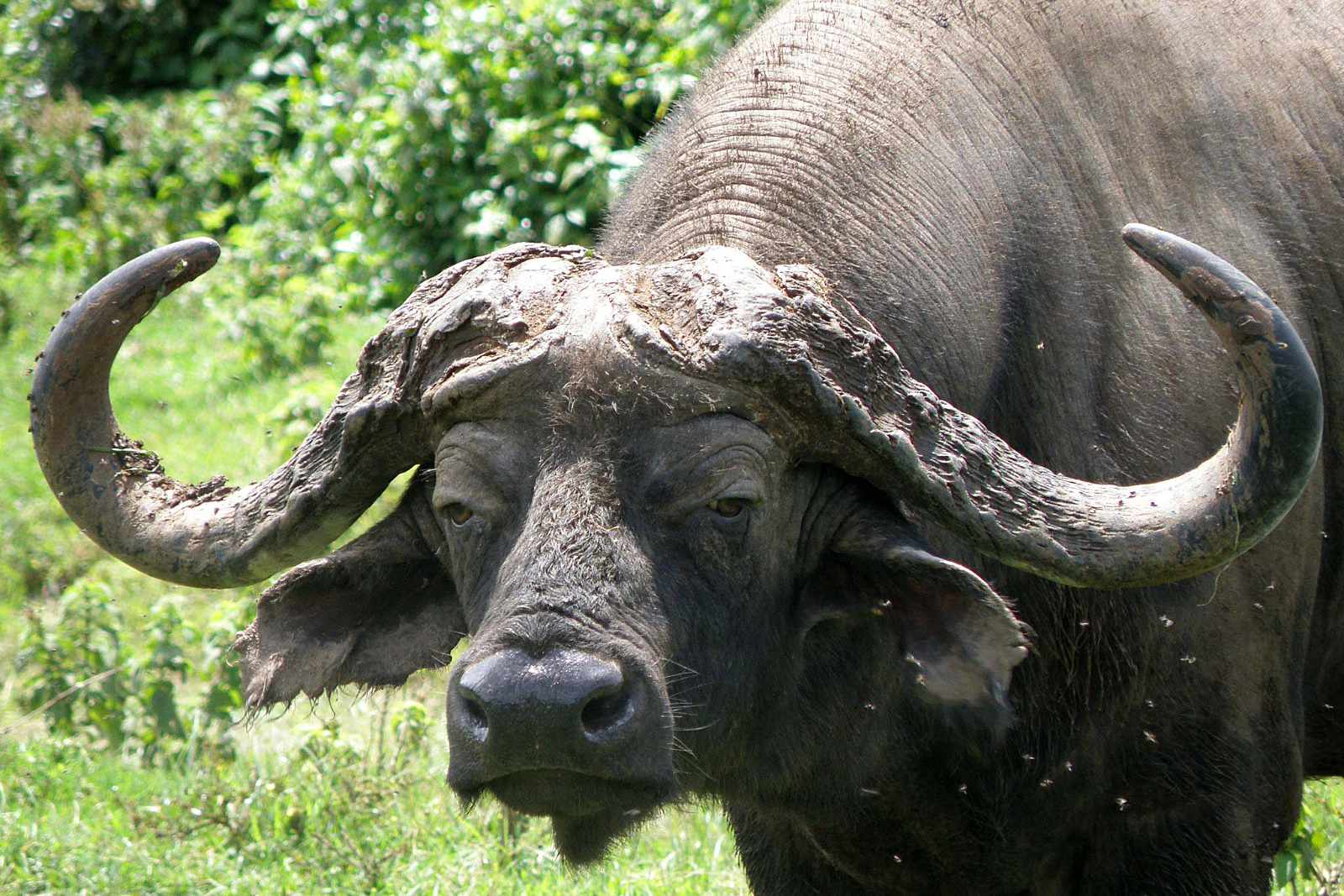 Krüger Büffel