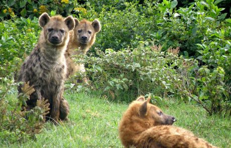 mosambik-ebb-P8097179 Timbavati Hyänen