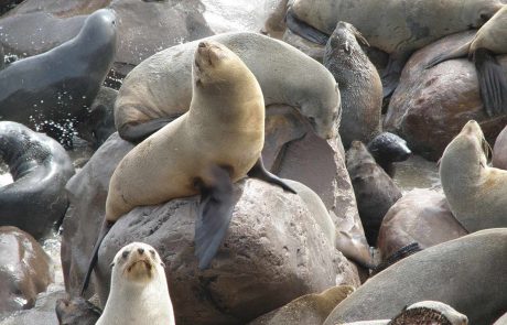 namibia Cape Cross Robbenkolonie