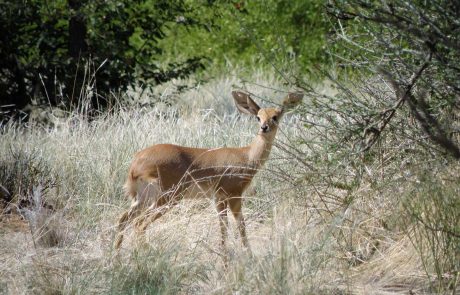 namibia-kuw-Klassisches-Namibia-1