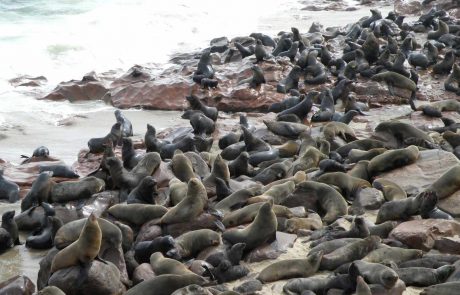 Namibia Explorer Robbenkolonie