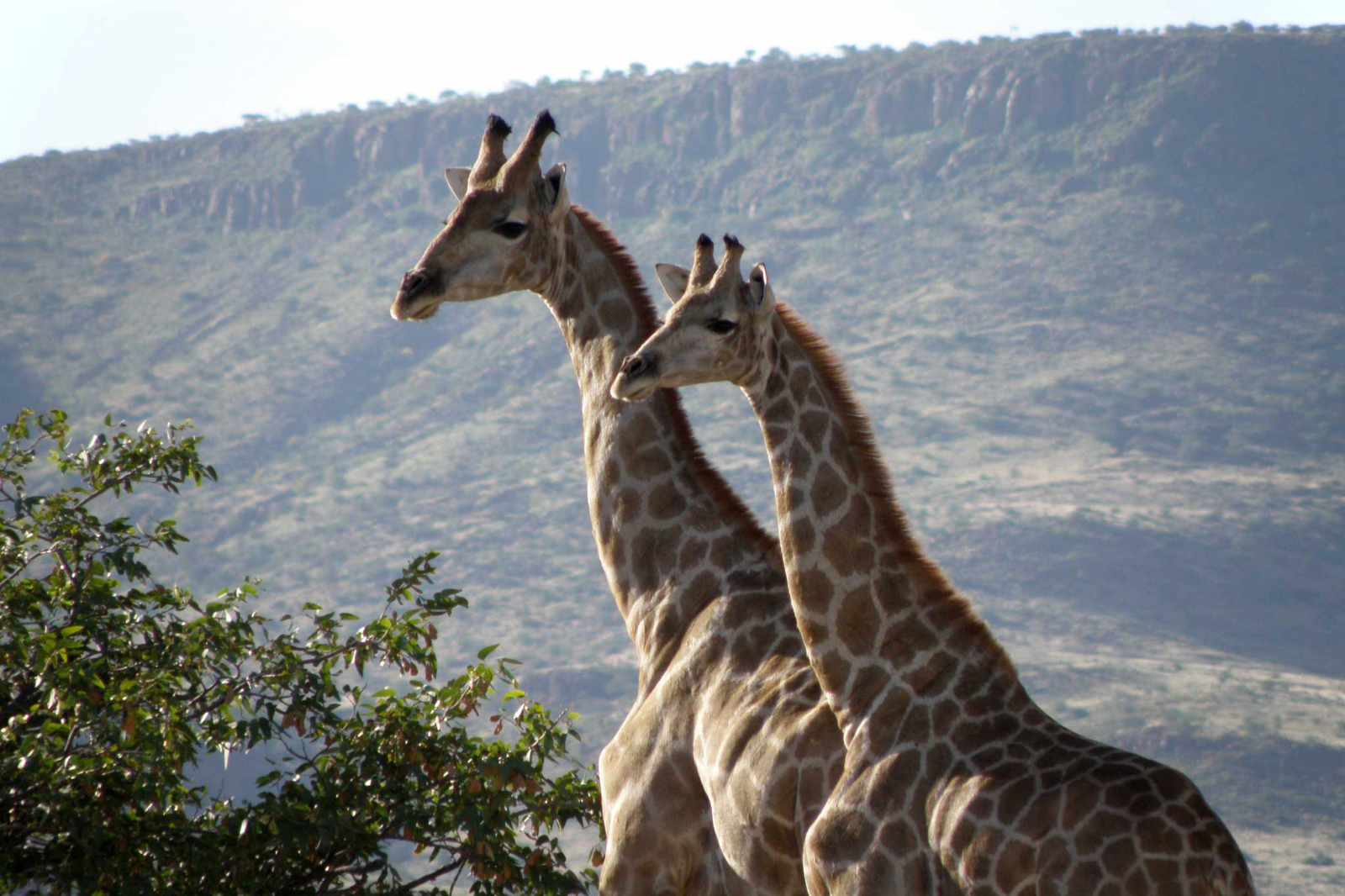 Namibia-Giraffen