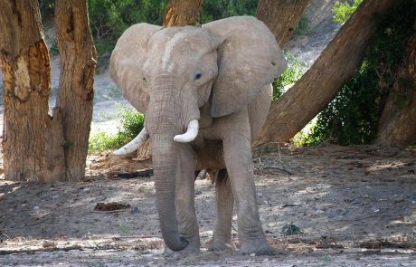 Namibia Elefant