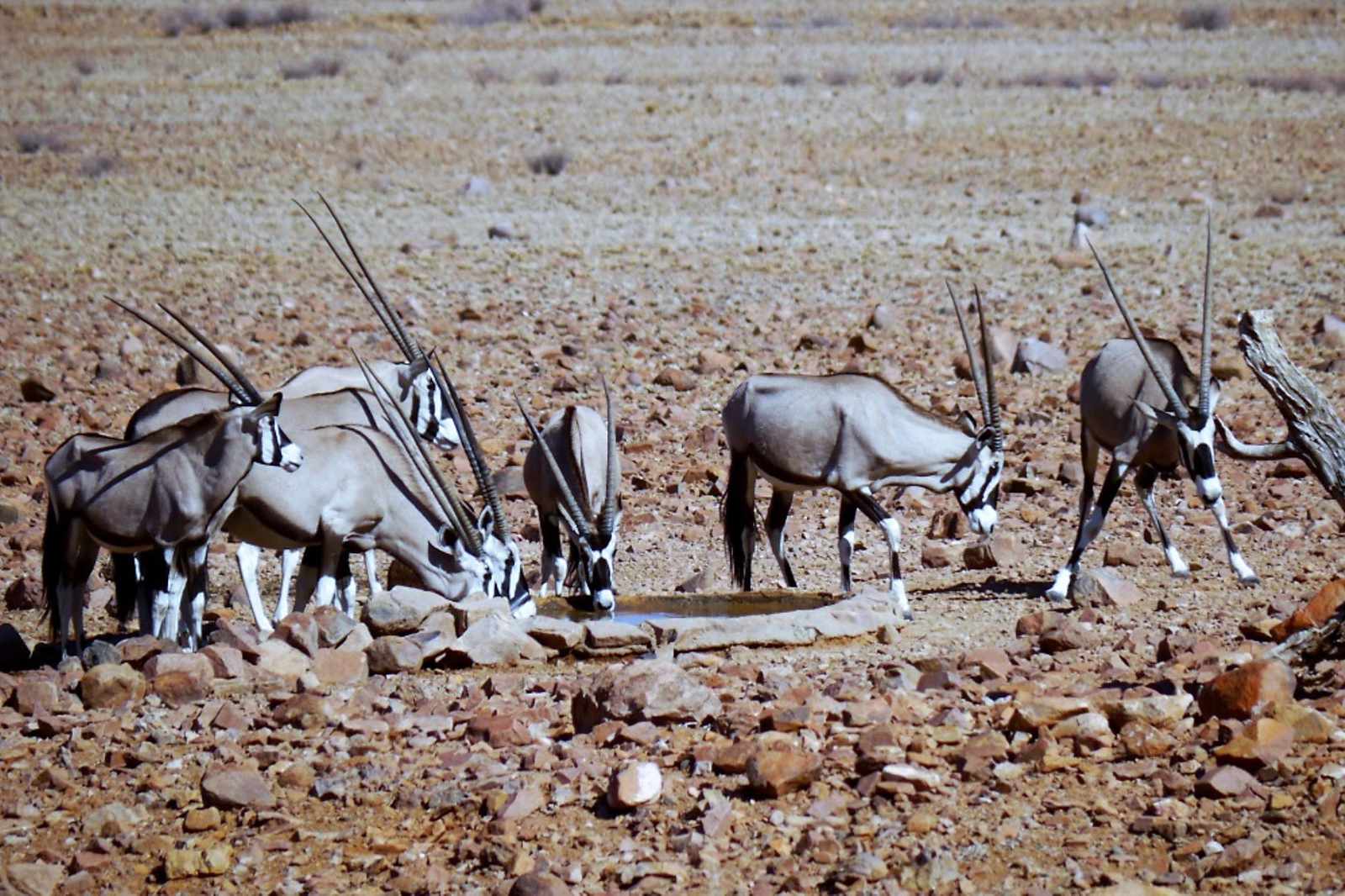 Namibia Oryx in Etoscha_cc C. Keller