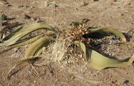 Namibia Welwitschia Pflanze